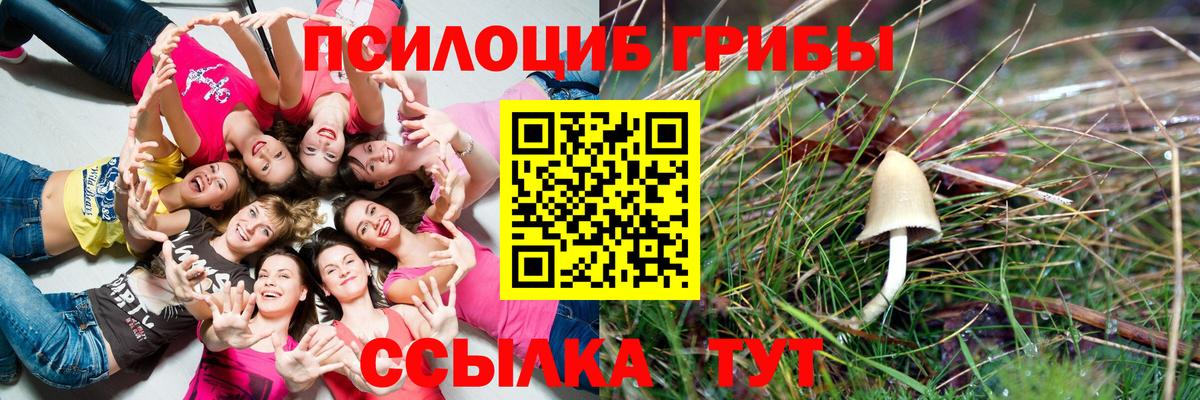 Кольчугино  Псилоцибиновые грибы Psilocybine cubensis  что такое наркотик  Вход с VPN 